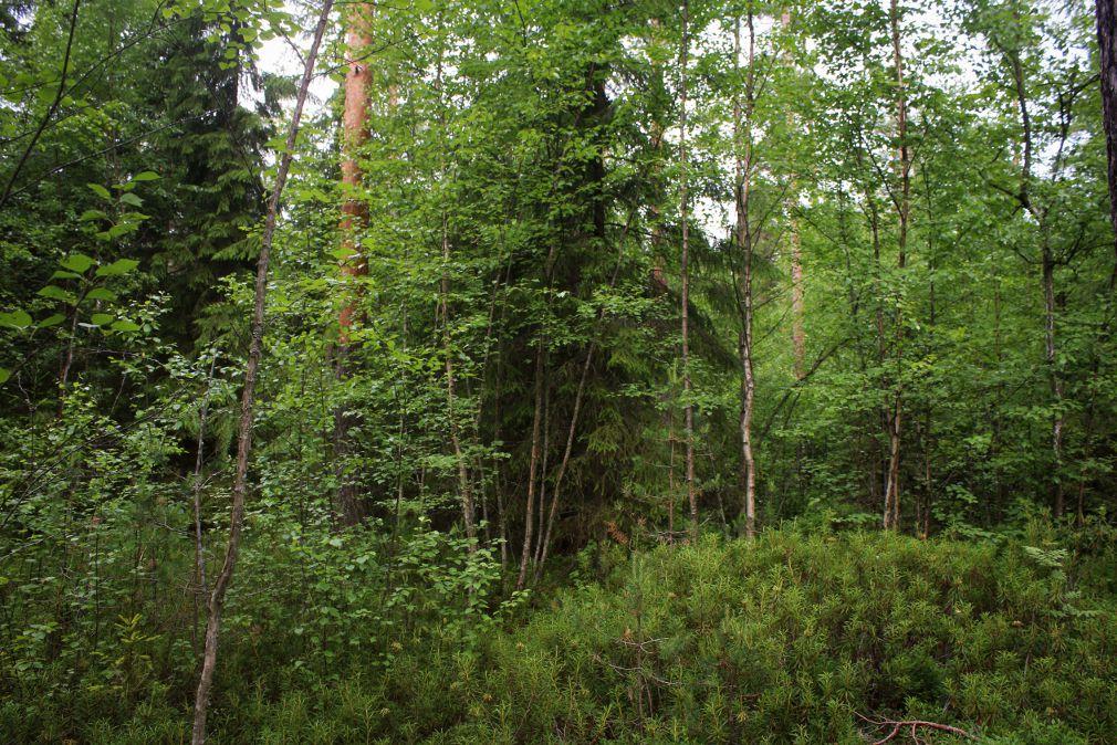 kangasmetsää kuviolla