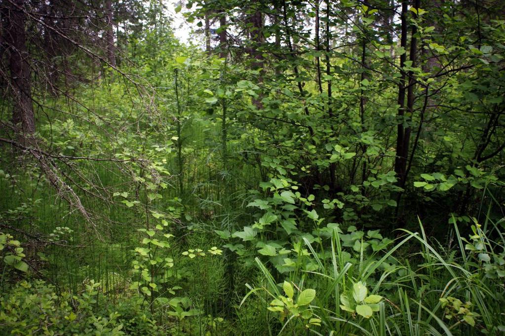 Kuva 9: Mustaherukka,
