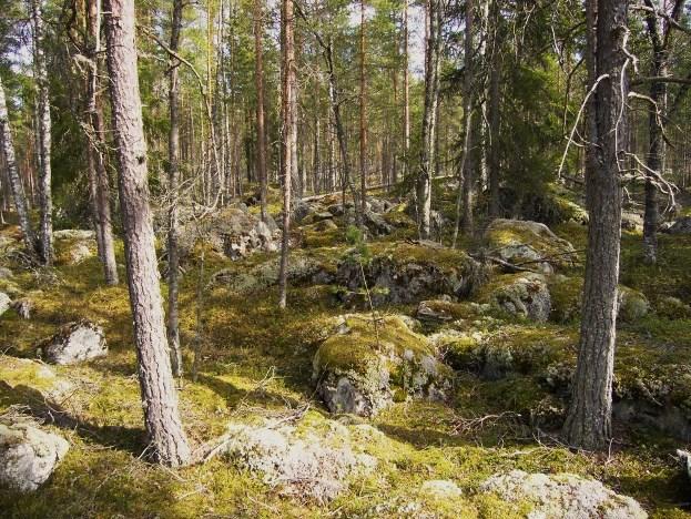 Tuohikallion kallionlakilouhikkoa ja -männikköä. Olavi Yli-Vainio 2012. Täysin luonnon muovaamalta lammelta näyttävä vesialue on syntynyt kaivutoiminnan tuloksena yli 200 vuotta sitten.