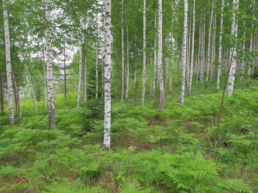 Osa-alue 6 Kalliomännikkö, jonka puusto on nuorta tai taimikkoa (kuva 6). Paljon jäkälä- ja sammalvaltaisia kalliopaljastumia. Niiden reunoilla kasvaa mm.