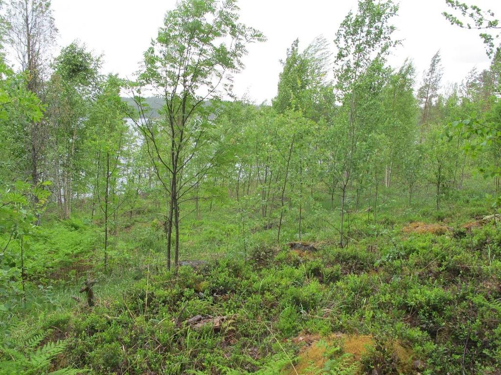 Osa-alue 3 Linnajärven rannan läheinen kaistale, jonka puusto on hakkuiden jäljiltä harvaa (kuva 4).