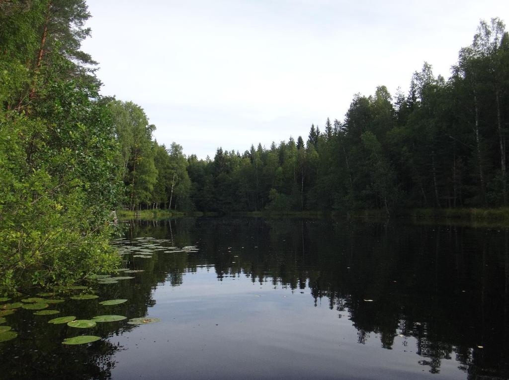 8 / 9 Kuva 12. Heikossa kunnossa oleva Märrä näytti idylliseltä elokuussa 217. Kuva: Arto Muttilainen.