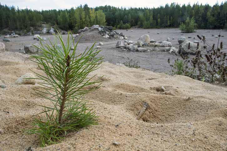 Firan täytetyn pohjavesilammen paikalle istutettiin