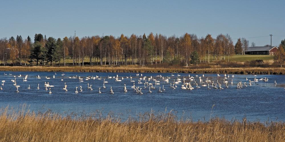 Syksyllä 2009 oli vähän vaelluslintuja Pentti Rauhala Joutsenia Karungissa Seppo Kemppainen Syyskuun sää oli poikkeuksellisen lämmin ja sateinen.