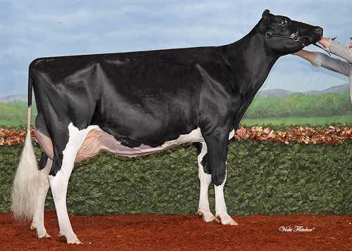 Sennet DUCKETT-BH SENNET 0200HO02667 G W ATWOOD x SHOTTLE x FREELANCE MAPLE-DOWNS-I G W ATWOOD MISTY SPRINGS SHOTTLE SIZZLINE VG-87-4YR-CAN 4* PICSTON SHOTTLE WILLSONA FREELANCE SIZZLE VG-86-2YR-CAN