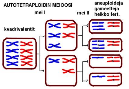 Kromosomistomutaatiot Kromosomiluvun muutos Aneuploidia eli Yksittäisen kromosomin muutos (esim. 2n-1 tai 2n+1) Polyploidia eli peruskromosomiston monistuminen (esim.