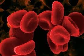 Verisolut 1) Erytrosyytit: (Eryt) Tuotetaan punaisessa luuytimessä (munuaisten EPO-hormoni säätelee erytropoieesia) sikiökaudella myös maksassa ja pernassa Poistuvat