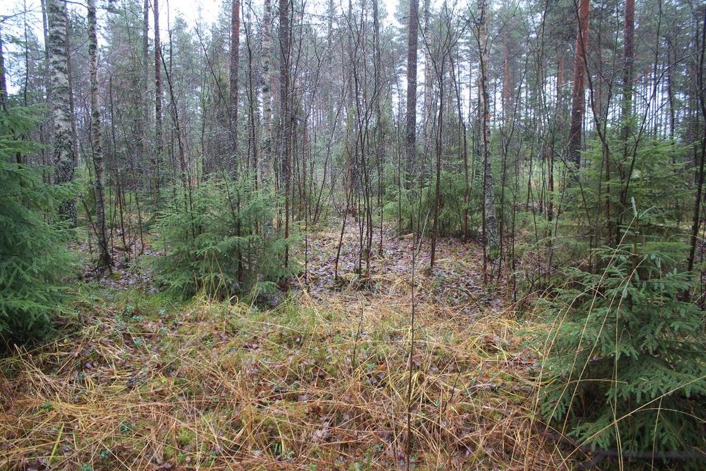 Kuva 11. Hollola Ylinen Viipurintie, Kukonkoivu. Ylinen Viipurintie Kotajärventien länsipuolella erottuu kohoumana matalien ojien keskellä. Kuvattu pohjoisesta. (DIGMAV2017013: 9). Kuva: Eetu Sorvali.