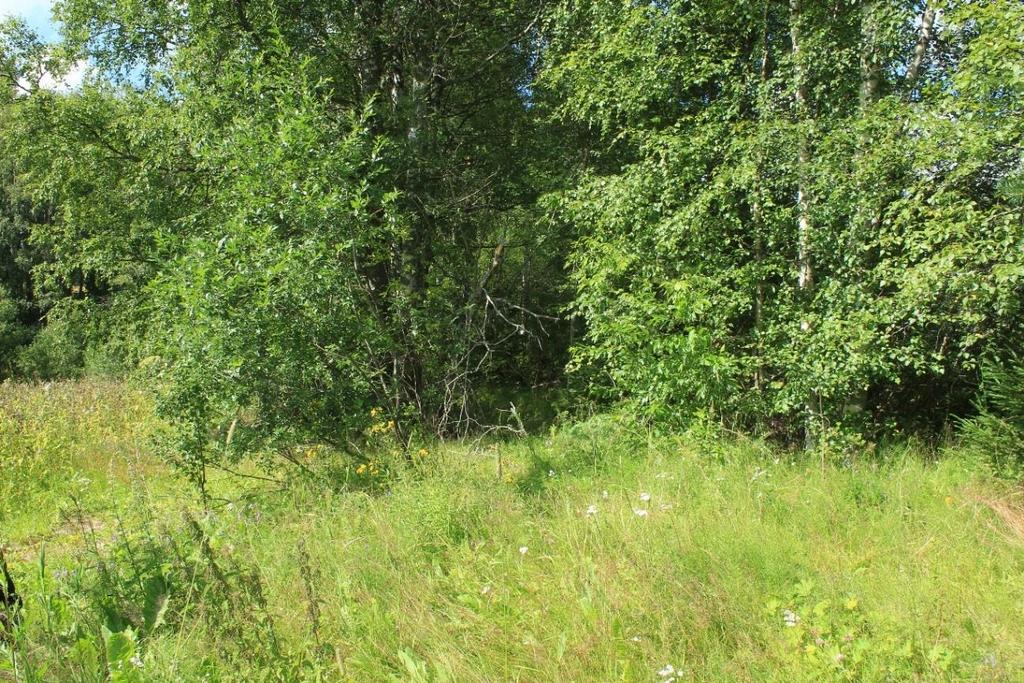 Kuva 15. Hollola Ylinen Viipurintie, Pelto-Sipilä. Pelto-Sipilän pellolla oleva metsiköitynyt tielinja, kuvattu idästä. (DIGMAV2017013_12) Kuva: Piritta Häkälä. 5.