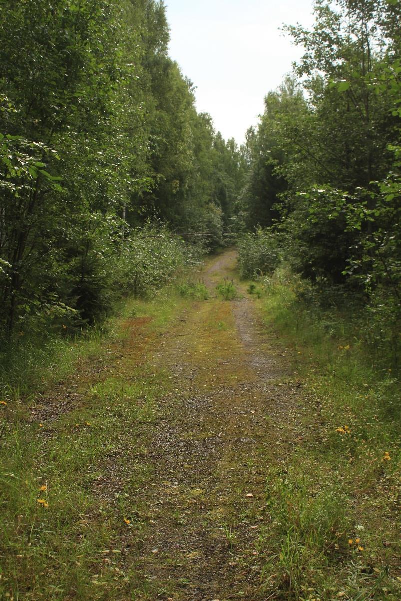 Käytöstä pois jäänyttä asfaltoitua tielinjaa.