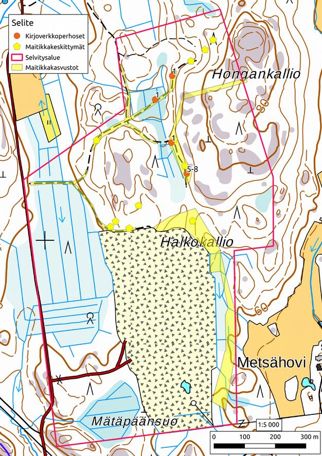 11 Kartta 1. Selvitysalue, havainnot ja harvemmat maitikoita kasvavat maitikkakasvustot (Maitikkakasvustot) sekä tiheät maitikkaesiintymät (Maitikkakeskittymät).