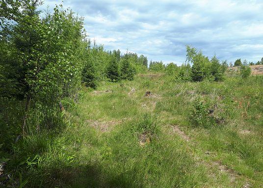 metsäkoneuralta ja hakkuuaukean lämmin, kallioinen rinnemaa.