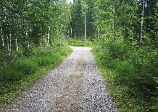 käy imemässä mineraaleja, ruokailuun tarvittavia