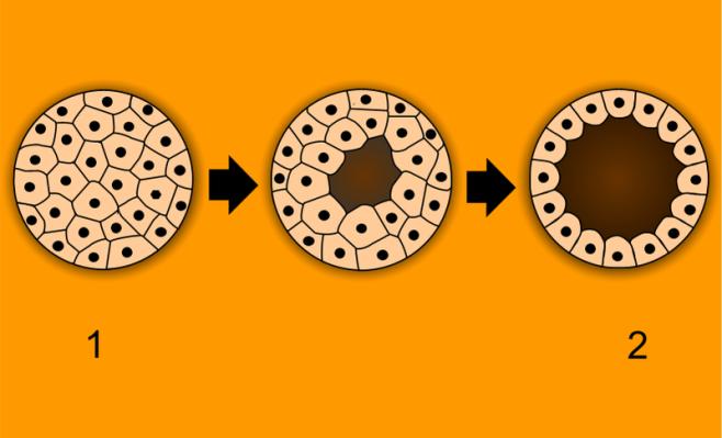 1. Solurypäleestä alkiorakkulaksi - Sisäsolumassa = embryoblasti = sikiö + vesikalvo ja ruskuaispussi - Ulkosolumassa = trofoblasti = muut sikiökalvot + istukka Alkiorakkulaan kehittyy sisäsolut,