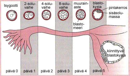 2. Morulan