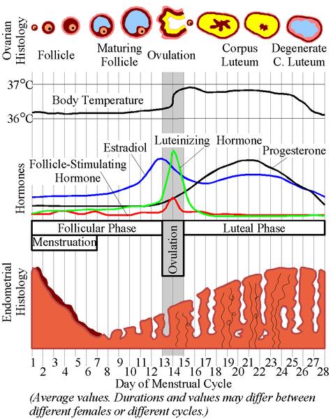 Hormonit kuukautiskierrossa Hypotalamus erittää gonadotropiineja vapauttavaa hormonia GnRH à aivolisäkkeestä FSH ja LH http://upload.wikimedia.org/wikipedia/commons/ f/f0/menstrualcycle.