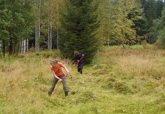 siementen itämistä Matalakasvuiset ja