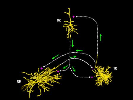Talamokortikaalinen piiri Tooninen aktiivisuus: valve -TC solu välittää