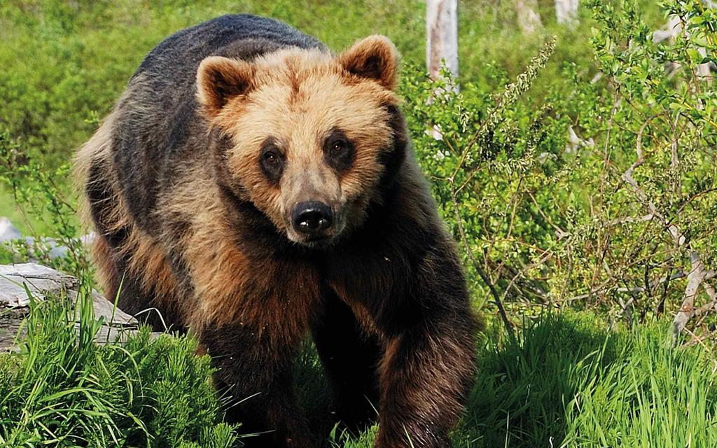 Kesyttämätön luonto ja villieläimet houkuttelevat monia matkailijoita Alaskan mahtaviin maisemiin erityisesti kesäisin.