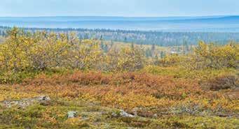 Puijon Latulainen 2/2018 PUIJON LADUN RUSKAMATKA 2018 Hotelli Vuontispirtille Kuva: Jorma Ikonen Aika Majoitus Hinta Hinta mökeissä viikko 37 (8.-15.9.