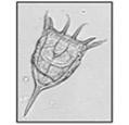 kasviplankton, bakteerit, detritus Unionidae: hedelmöittyneet munasolut kehittyvät kiduksilla toukiksi (glochidia) vapautuvan glochidian tulee löytää kala-isäntä muutaman