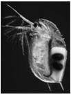 Äyriäisplankton Cladocera -- pään alapuolella uintielimiksi kehittyneet antennat -- pelagiaalisia