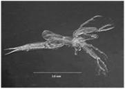 kopepodiitti c. kalanoidi d. kyklopoidi e. harpaktikoidi -- ruumiin rakenne sylinterimäinen -- koko: 0.