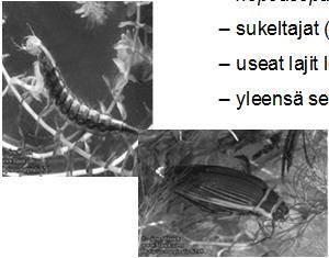 Päivänkorennot (Ephemeroptera) -- 3 peräsukasta, ulkoiset kidukset --