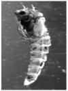 Leptoceridae Culicidae (hyttyset) -- tyypillisiä, usein hyvin runsaita