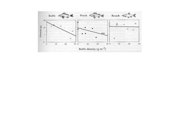 korkea vs. alhainen tiheys merkittäviä vaikutuksia kalojen kuntoisuuteen ja 0+ kalojen tiheyteen Tonn et al.