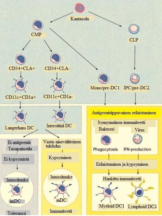 13 Kuva 1. Dendriittisolujen kypsyminen ja erilaistuminen. Dendriittisolujen kypsyminen ja erilaistuminen luuytimen lymfaattisesta ja myeloidisesta kantasolusta.