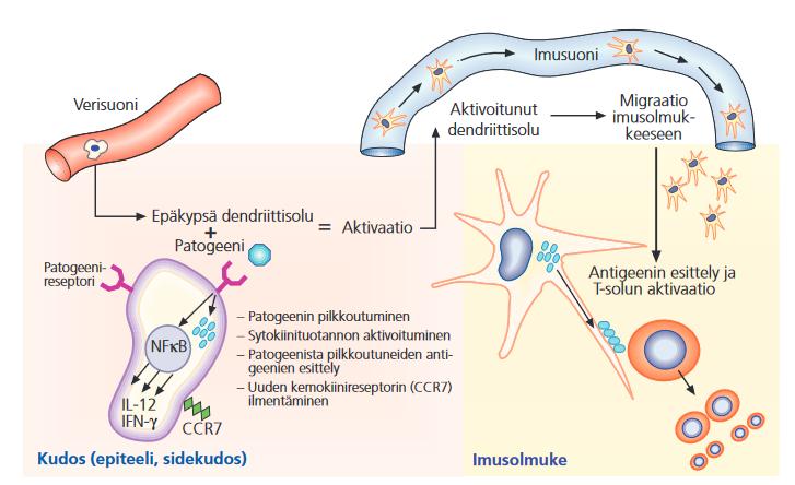 15 Kuva 2. Dendriittisolujen rooli ihmisen immuunijärjestelmässä.