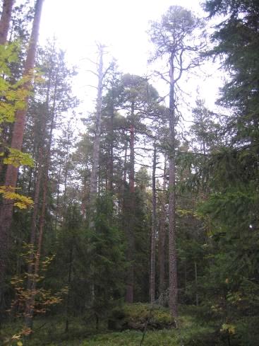 esiintyy teertä, metsoa ja pyytä sekä palokärkeä. Muusta eläimistöstä alueella esiintyy ainakin hirvi, metsäjänis ja kartoituksessakin tavattu orava.