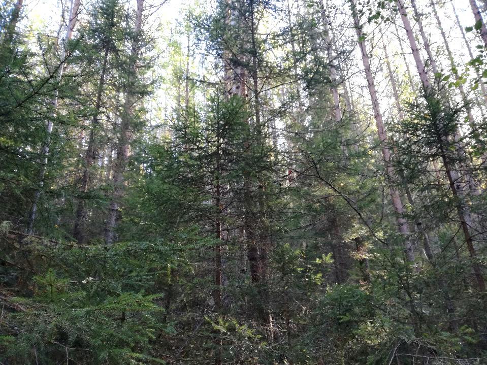 Metsässä on sekapuuna jonkin verran koivua, haapaa ja kuusta. Puusto on läpimitaltaan 20 40 cm. Metsässä risteilee polkuja ja se on selkeästi talon asukkaiden virkistyskäytössä.