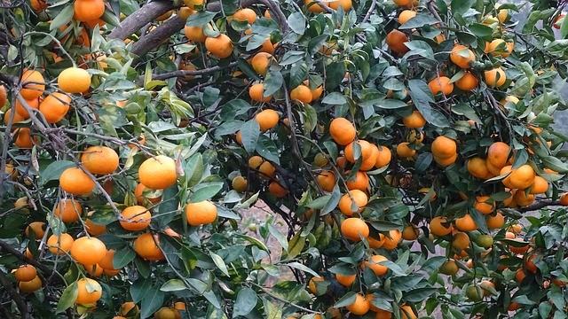 Muutamia yleisimpiä ja turvallisimpia öljyjä: Bergamotti / Citrus bergamia: Appelsiinia muistuttavan hedelmän kuoresta puristettu.