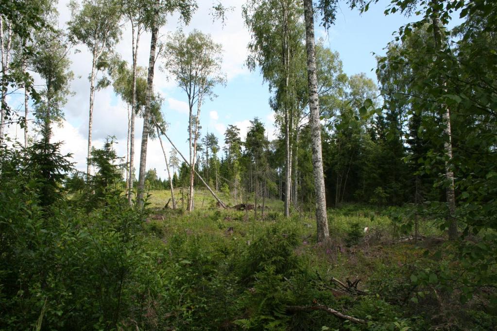 Pyhtää Långkärrsskogen 2 Kiikautisen kohteen koekaiaus altatie