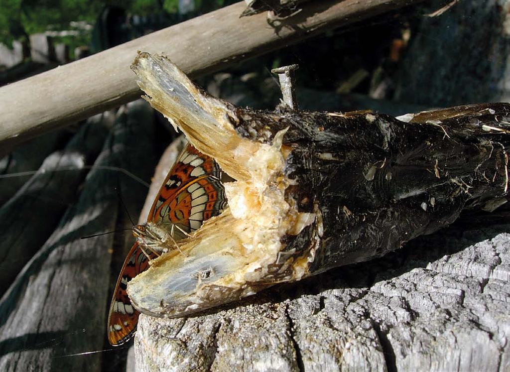 JANNE HELIÖLÄ Haapaperhosia (Limenitis populi) ilmoitetiin kesän 2010 seurannassa vain 13 yksilöä. Tipahdus seurannan keskiarvoon verrattuna oli yli 80. mainen ykkönen.