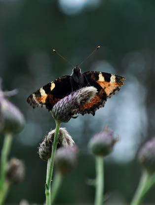 Suomen Perhostutkijain Seura ry Lepidopterologiska Sällskapet i Finland rf TOIMISTO Suomen Perhostutkijain Seura ry:n toimisto avoinna tiistaisin klo 15.30 20.