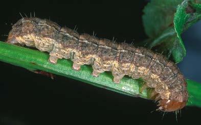 ISBN 978-952-92-8528-0 9 7 8 9 5 2 9 2 8 5 2 8 0 TOUKAT LARVAE OSA 3 VOLUME 3 Matti Ahola & Kimmo Silvonen P o h j o i s e n E u r o o p a