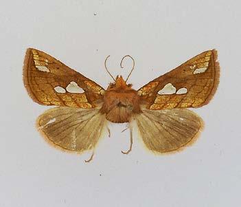 putnami (b) koirasgenitaalit (yläpuolella olevista yksilöistä).
