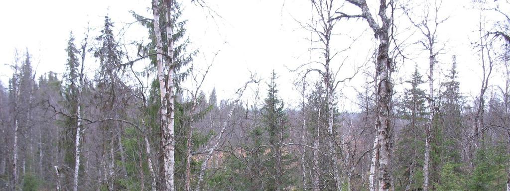 Kaakkoa kohti kuljettaessa selänne muuttuu leveämmäksi, katkonaiseksi ja kivipeitteiseksi, mutta on kuitenkin paikoin korkea ja