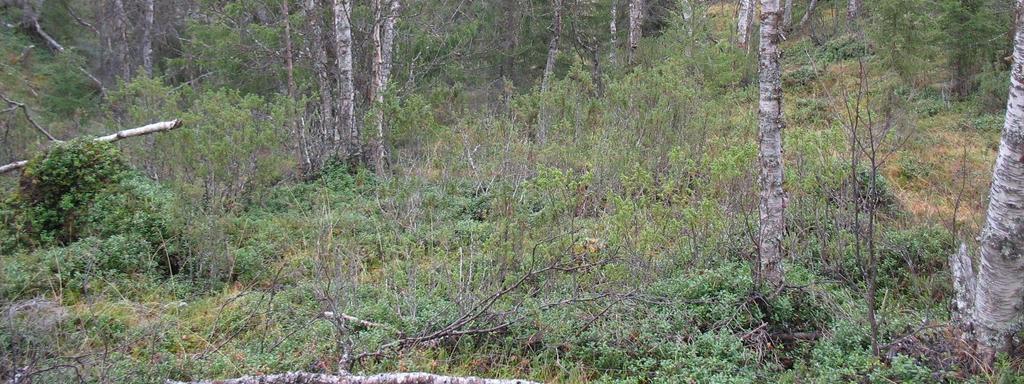 Muodostuman kaakkoispää sijaitsee malmialueella, mikä näkyy kasvillisuudessakin, joka on tällä alueella selvästi rehevämpää kuin