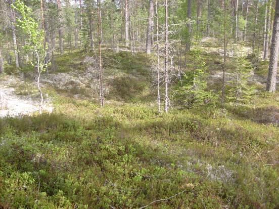 aluerajaus