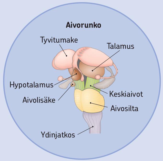 Väliaivojen tehtäviä: Talamus: aistielimistä isoaivoihin menevän tiedon väliasema Hypotalamus: elintärkeiden perustoimintojen säätely -Kooltaan vain muutamia grammoja, mutta erittäin tärkeä