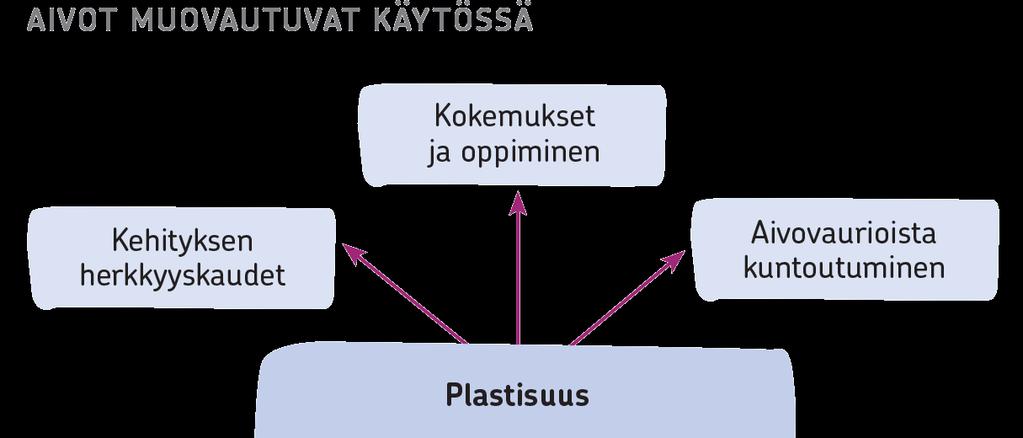 Aivot muovautuvat koko ajan jatkuvasti yksilön kehittyessä aina kun ihminen