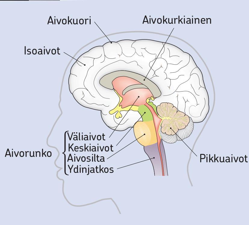 Pikkuaivot vastaavat mm. tasapainosta.