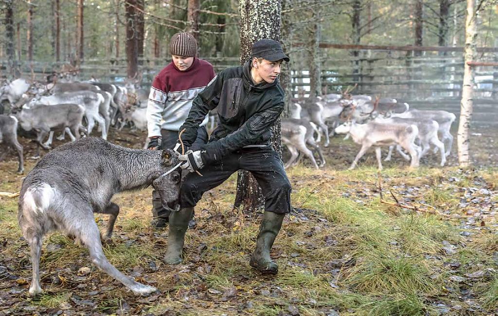 Syksy on poroerotusten aikaa.