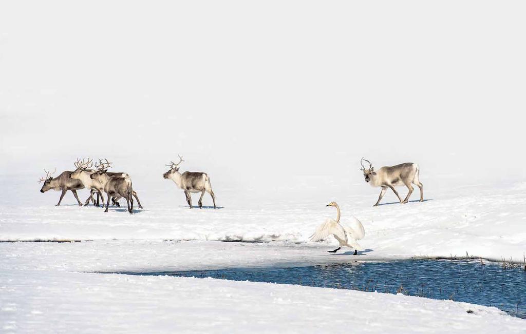 Huhtikuun loppu on hankikelien aikaa ja porot suuntaavat kohti Aakenuksen laaksoa.