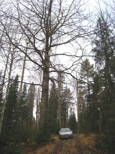 2. Pieni avosuo Arvoluokka: paikallisesti arvokas Pinta-ala: 0,25 ha Pienialainen avosuo on lyhytkorsinevaa jonka tyyppilajeja ovat tupasvilla, rahkasara ja jokasuonrahkasammal.