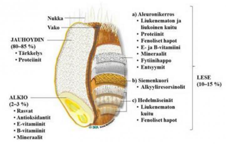 3 2.2 Viljan jyvän rakenne Viljan jyvä koostuu kolmesta yhtenäisestä osasta, jotka ovat kuorikerrokset(lese), endospermi (jauhoydin) ja alkio (kuva 1.). Kuva 1 Jyvän rakenne [7.] 2.